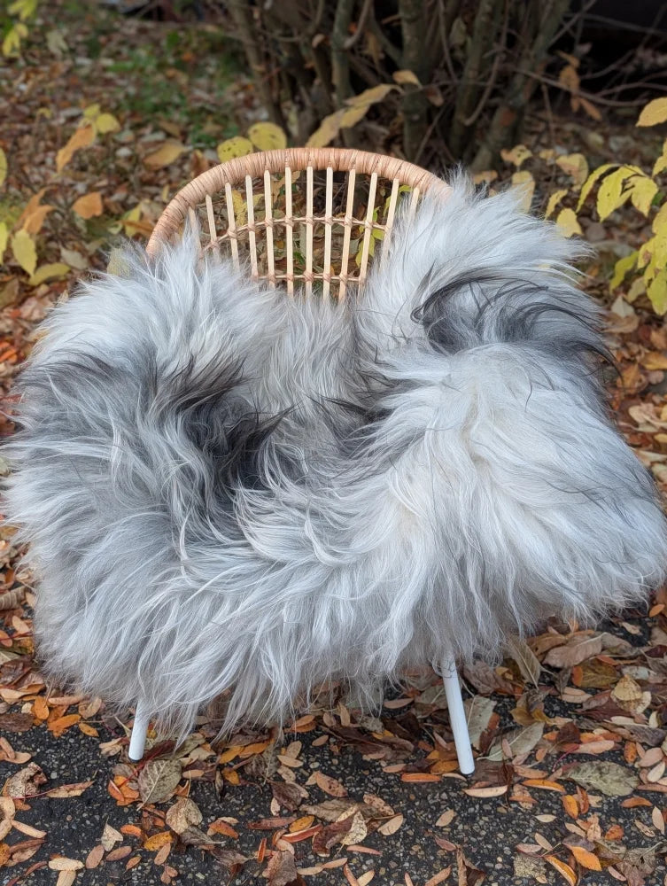 A plush long wool icelandic sheepskin in natural grey draped over a wicker chair measuring 60 x 35 inches