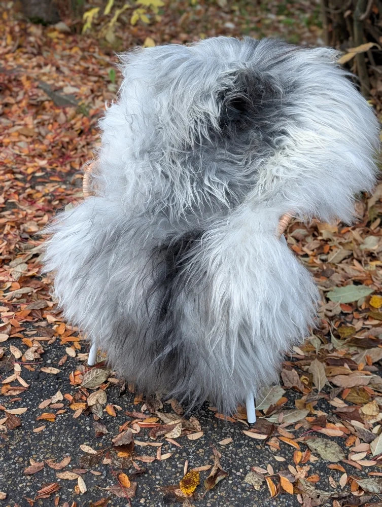Fluffy gray and white natural grey icelandic sheepskin chair cover with long wool draped over a wicker chair