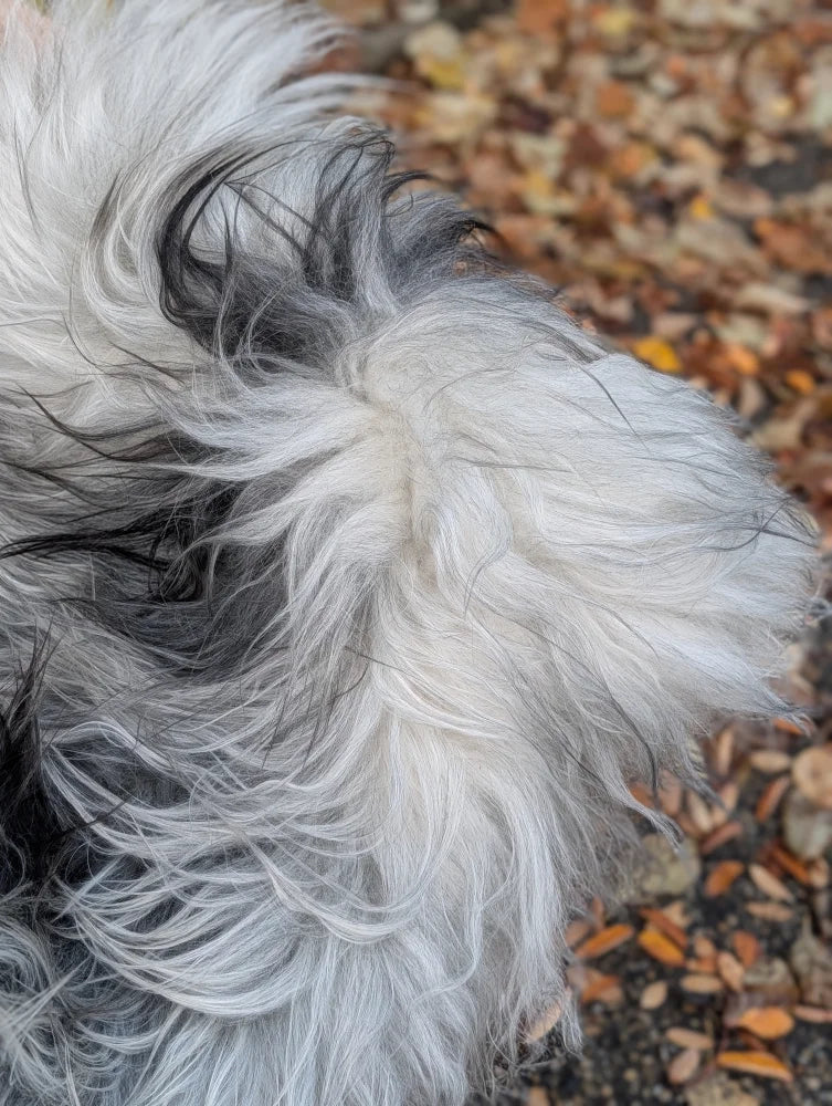 A fluffy long-haired dog with white and black fur lying on a massive icelandic sheepskin natural grey long wool rug