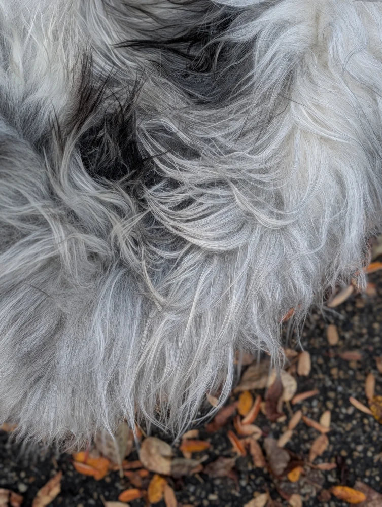 Fluffy white and gray long wool icelandic sheepskin with black tips natural grey for cozy decor