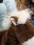 A large size plush brown and white stuffed animal pony with fluffy mane and soft fur named jorge the pony