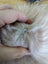 Light pink sheepskin pom pom fluffy white dog hair brush with blue eyes by Angus Oliver