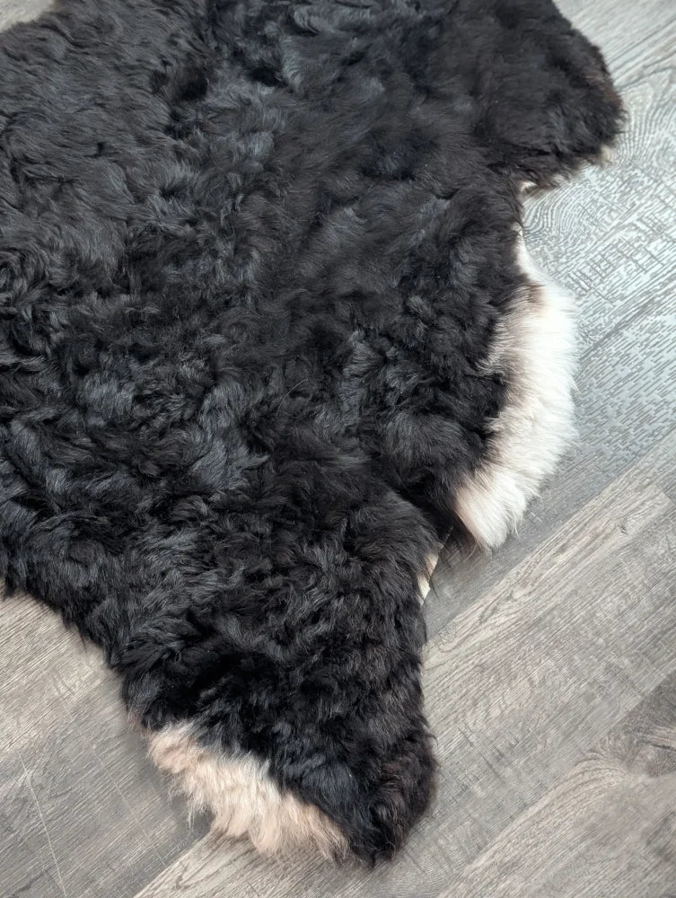 Luv11 43 x 31 large soft blacky icelandic sheepskin rug with short wool and white underfur edges