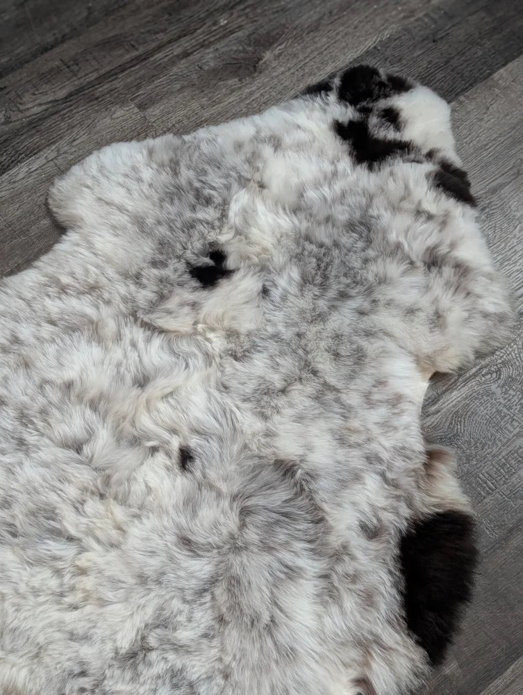 A plush large soft spotted icelandic sheepskin rug in white and black with medium spotted icelandic short wool