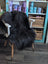 Black thick-furred icelandic sheepskin throw draped over white wooden chair with light wood legs, long wool icelandic style