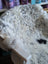 A large spotted icelandic sheepskin rug with white and gray speckles draped over a rustic wooden chair arm