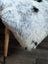 A plush white and black spotted icelandic sheepskin rug draped over a wooden leg showcasing medium spotted icelandic wool