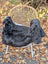 Luv40 black faux fur chair cover draped over wicker chair with white legs featuring wool icelandic sheepskin and dark edges