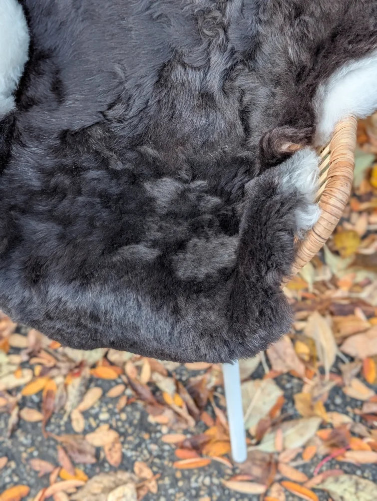 A plush dark gray and white wool icelandic sheepskin rug with dark edges draped over a woven wicker chair