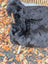 A fluffy black dog sits on a chair with a dark edges wool icelandic sheepskin rug surrounded by autumn leaves