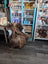 Brown fluffy luv44 icelandic sheepskin chair with white underbelly metal legs long wool icelandic bronze color