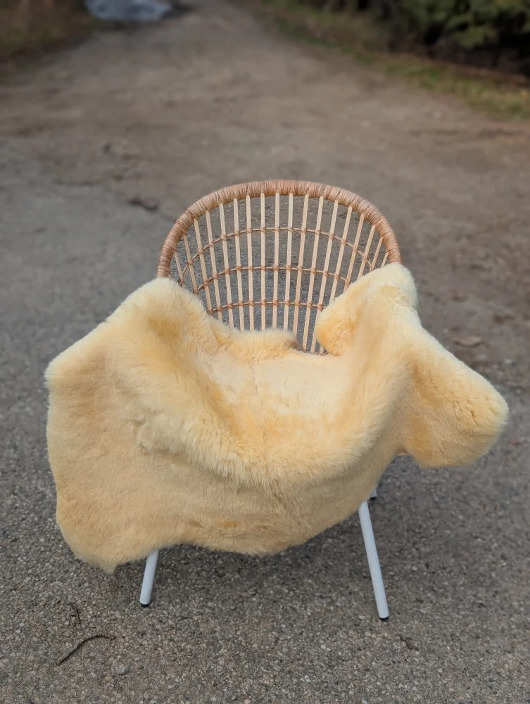 Cream-colored extra large washable medical sheepskin blanket in naturally spotted pattern draped over wicker chair