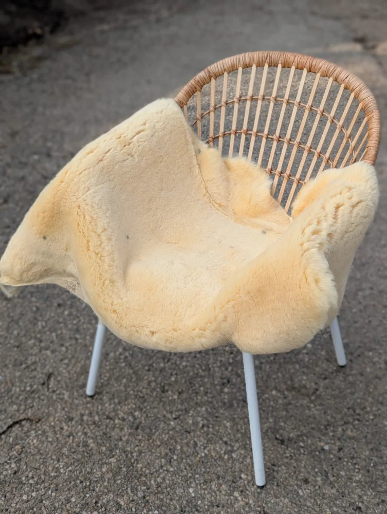 Cream-colored medical sheepskin blanket naturally spotted draped over wicker chair with white metal legs