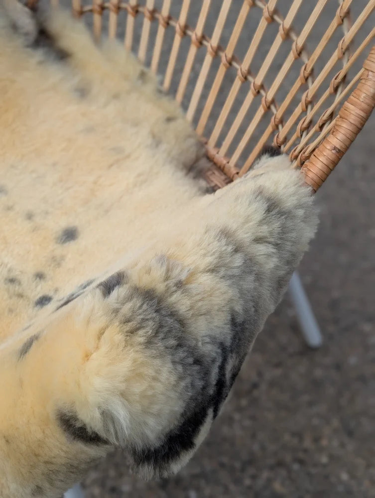 A large 43 by 28 cream medical sheepskin with naturally spotted dark gray patches on a woven wicker chair