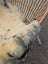 A large 43 by 28 cream medical sheepskin with naturally spotted dark gray patches on a woven wicker chair