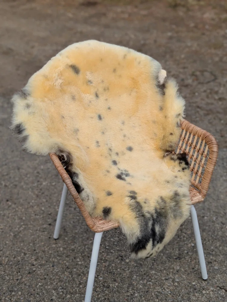 A cream-colored, naturally spotted medical sheepskin draped over a woven wicker chair in large size 43 by 28 inches