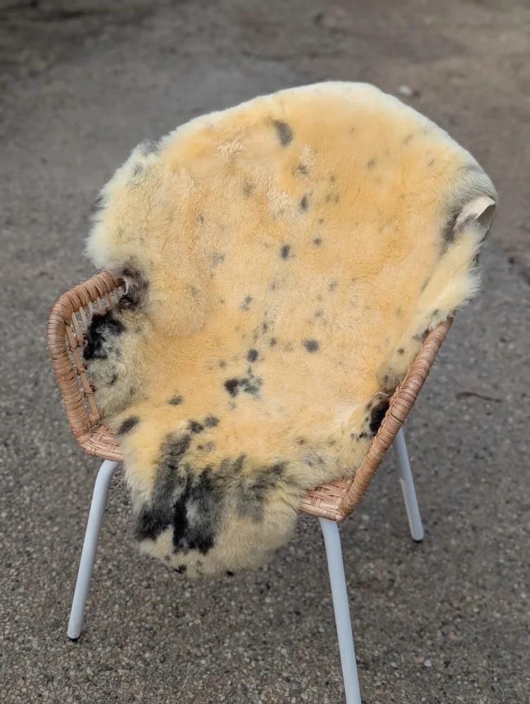 A cozy cream medical sheepskin with dark spots draped over a wicker chair naturally spotted and washable