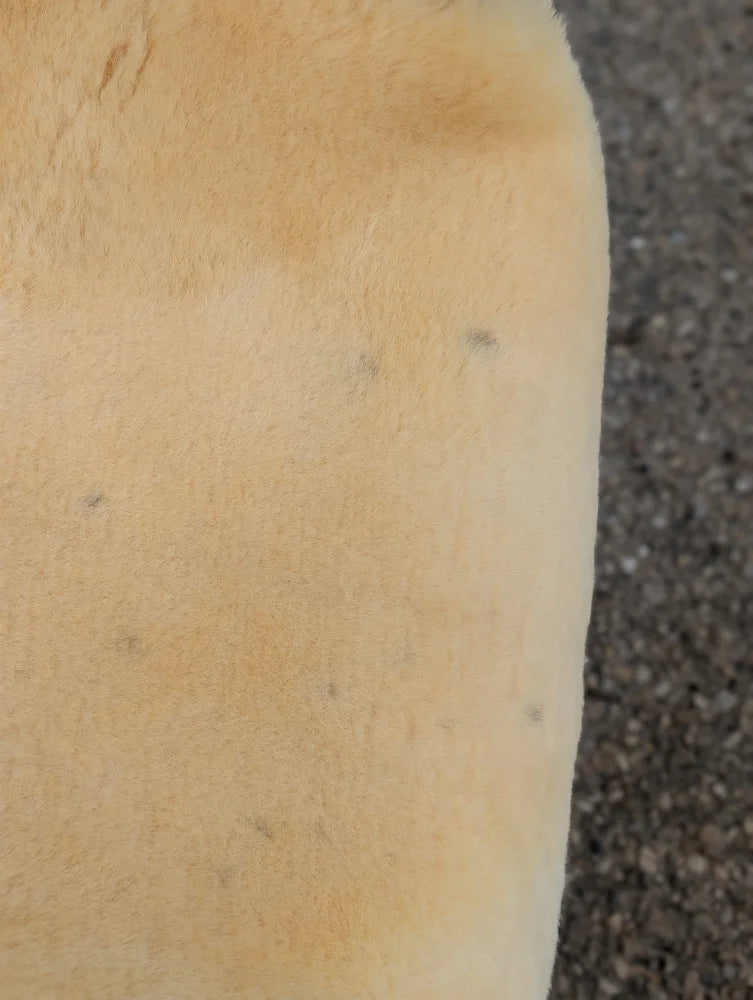 Cream-colored medical sheepskin with soft texture and naturally spotted darker speckles for medical use