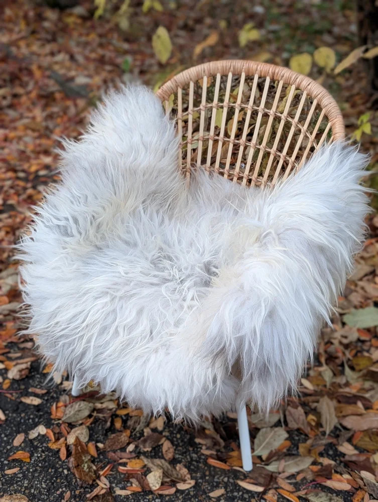 White fluffy wool icelandic sheepskin throw draped over woven wicker chair long wool natural grey color