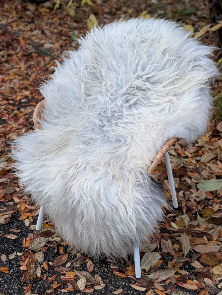 A plush fluffy natural grey icelandic sheepskin rug with long wool draped over a chair for cozy decor