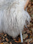 A fluffy white sheepskin-covered chair with a woven wooden backrest featuring long wool icelandic sheepskin upholstery