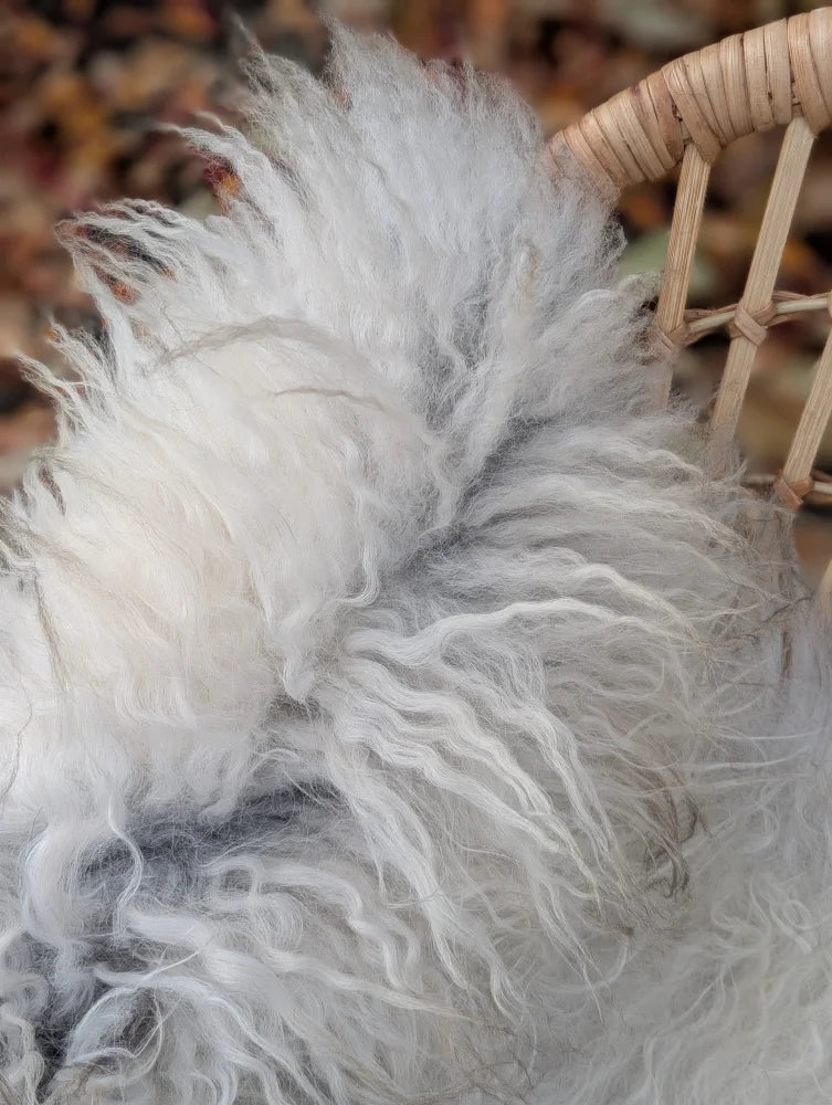 Massive 55 by 34 inch icelandic sheepskin rug in natural grey with long wool and curly fibers perfect for cozy spaces