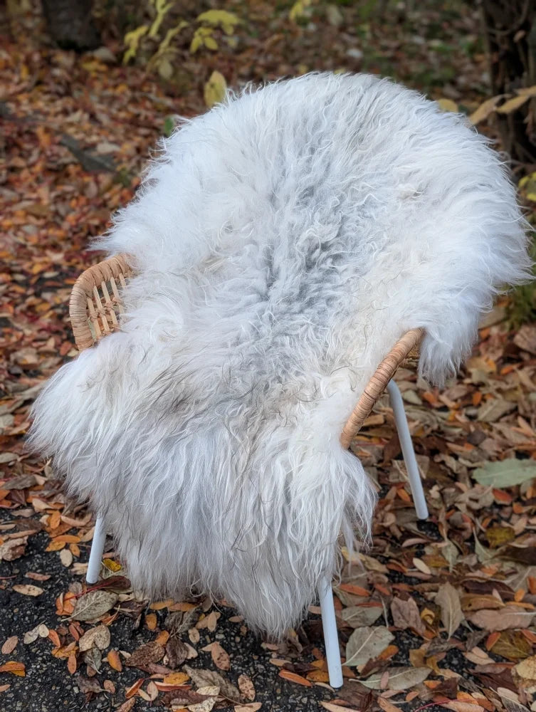 A plush white wool icelandic sheepskin rug draped over a wicker chair with slender metal legs for cozy adding