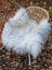 A massive 55 by 34 inch natural grey icelandic sheepskin with long wool draped over a wicker chair