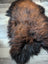 Massive natural dark rusty icelandic sheepskin rug with long wool icelandic in dark brown to black gradient