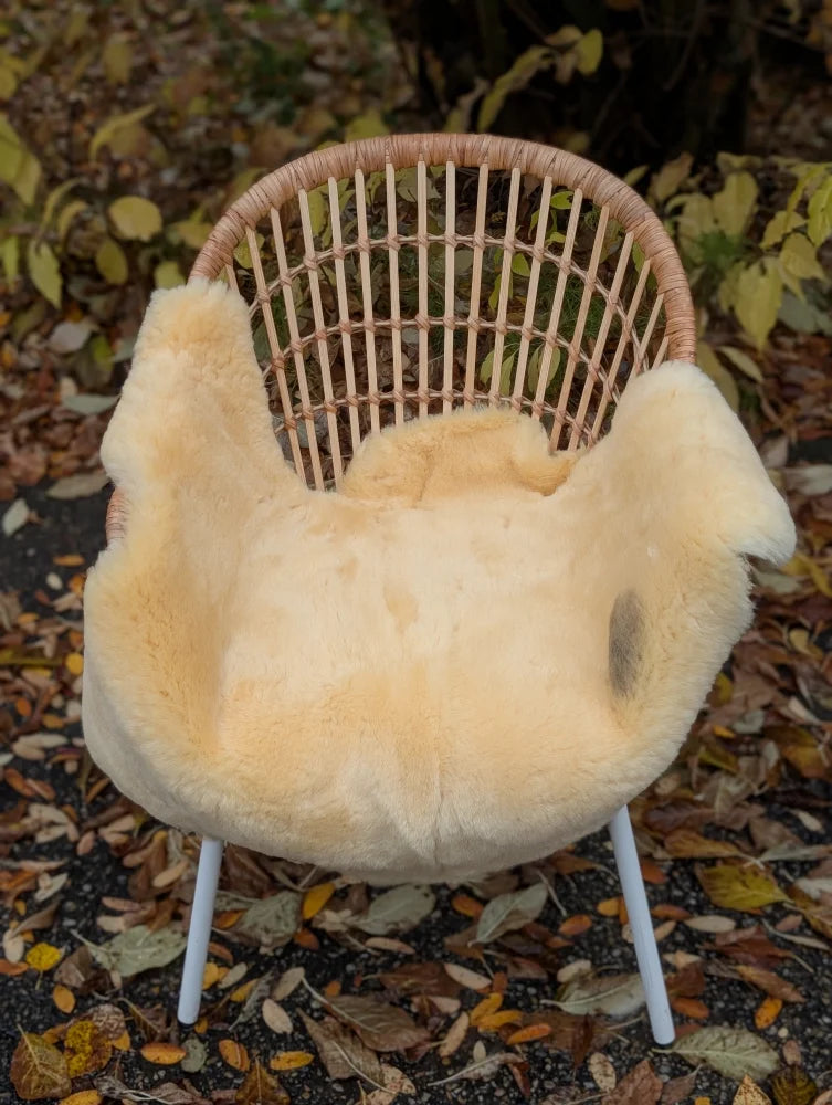 Cream-colored naturally spotted medical sheepskins size medium draped over woven rattan chair with white metal legs
