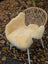 Cream-colored naturally spotted medical sheepskins draped over a woven wicker chair in size medium 40.5 x 29 inches