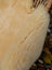 Cream-colored plush medical sheepskins naturally spotted size medium draped over a woven wicker basket