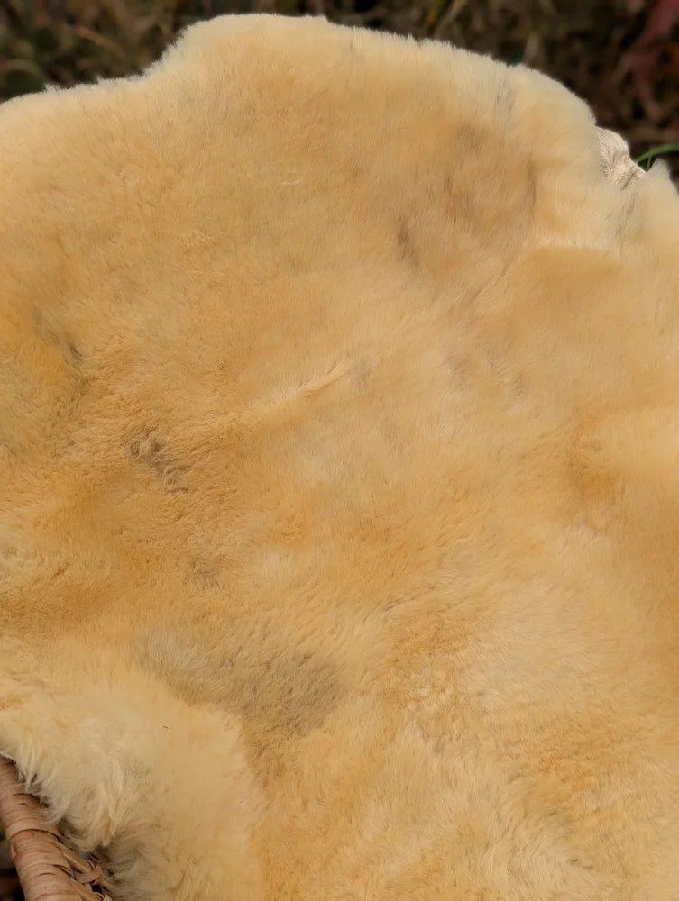 A soft creamy beige washable medical sheepskin with plush natural fur texture naturally spotted for medical use