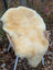 Cream-colored naturally spotted medical sheepskins draped over a wicker chair washable 48 x 29 rug