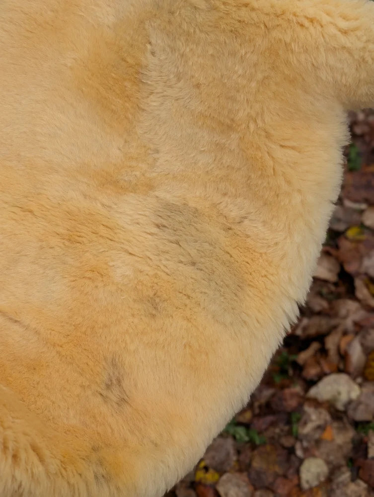 Back view of a soft golden medical sheepskin with naturally spotted darker fur in a washable 48 x 29 inch pad