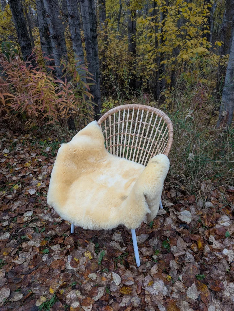 A cozy cream-colored washable medical sheepskin naturally spotted draped over a wicker chair with white legs
