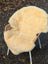 Cream-colored naturally spotted medical sheepskin rug draped over wicker chair with white metal legs washable and 49 by 33 inches