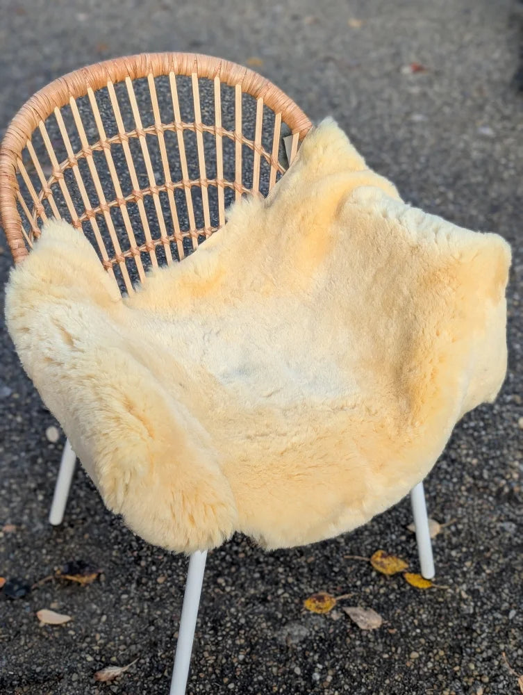 Cream-colored naturally spotted medical sheepskin throw draped over wicker chair washable 42 x 24 inches