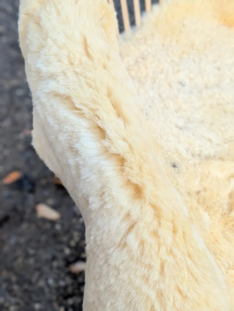Cream-colored fluffy washable medical sheepskin 49 by 25 inches with soft textured surface for medical use