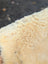Cream-colored plush medical sheepskin with soft curly texture 49 by 25 inches washable for medical use