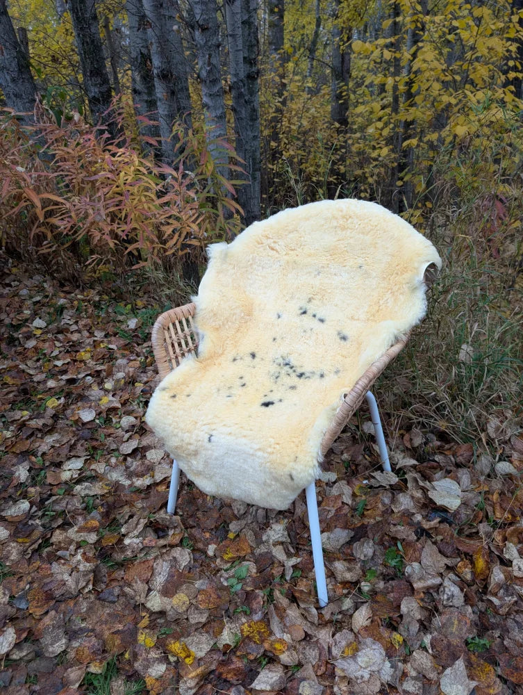 Cream-colored naturally spotted medical sheepskin rug draped over wicker chair on autumn leaves washable medical sheepskins