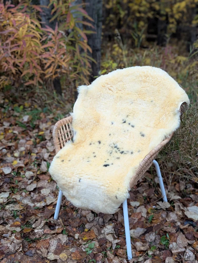 Cream-colored naturally spotted medical sheepskin rug draped over a wicker chair for washable comfort