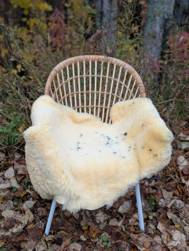 Cream-colored washable medical sheepskin naturally spotted rug draped over woven rattan chair with light blue legs