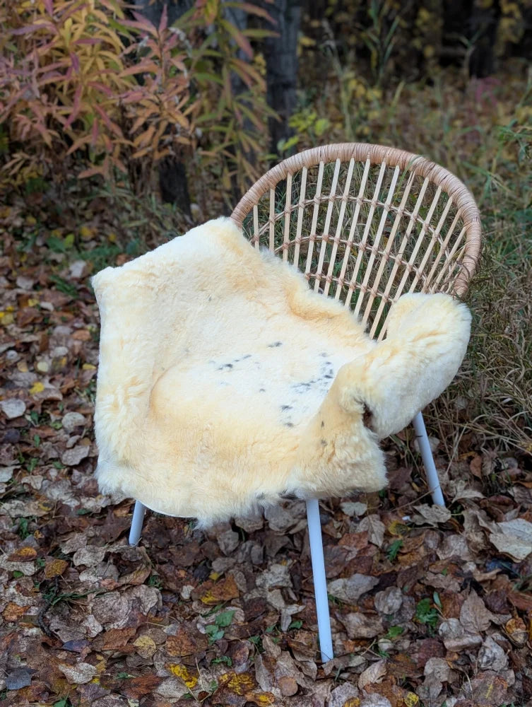 Cream-colored medical sheepskin rug naturally spotted draped over woven wicker chair with white metal legs