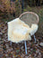 Cream-colored medical sheepskin rug naturally spotted draped over woven wicker chair with white metal legs