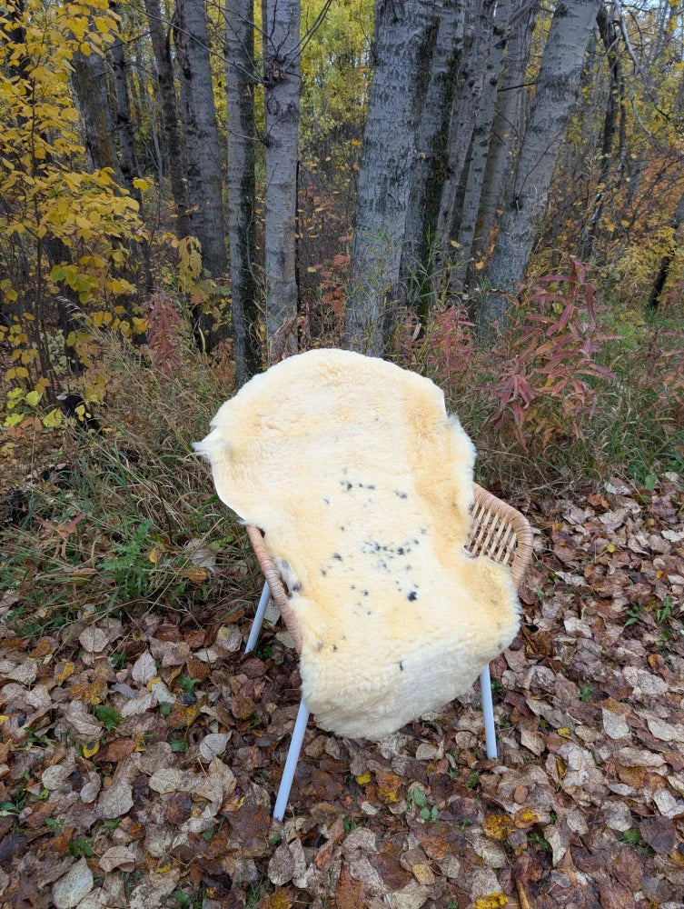 Cream-colored washable medical sheepskin naturally spotted draped over wicker chair on autumn leaves