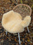Cream-colored medical sheepskin chair pad with soft fluffy texture and natural fur edges naturally spotted design
