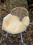 A cozy cream-colored medical sheepskin chair cover naturally spotted draped over a wicker chair with white metal legs
