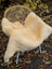 Cream-colored medical sheepskin throw naturally spotted draped over wicker chair washable and 52.5 by 33 inches