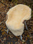 Cream-colored medical sheepskin chair cover with naturally spotted pattern on modern wicker and metal frame